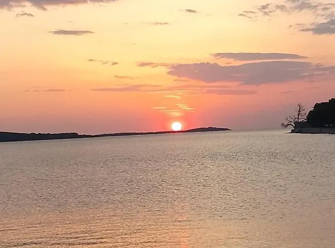 Abelia Medulin 풀라